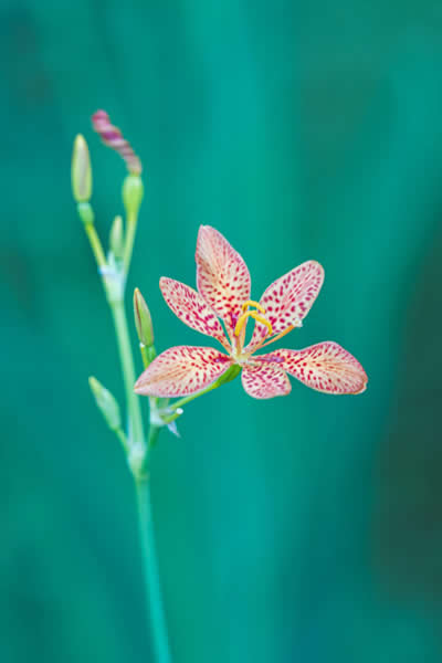 fleur-orchidee-herbe-rallumer-les-etoiles